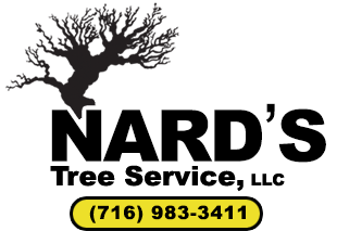 Western New York's Tree Removal & Tree Services Professionals
