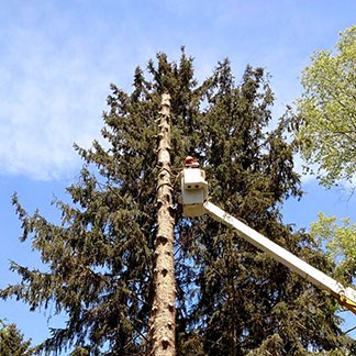 Trimming a large pine tree